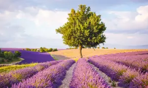 Ett ensamt träd står stolt i en böljande lavendelängd nära Aix-en-Provence.