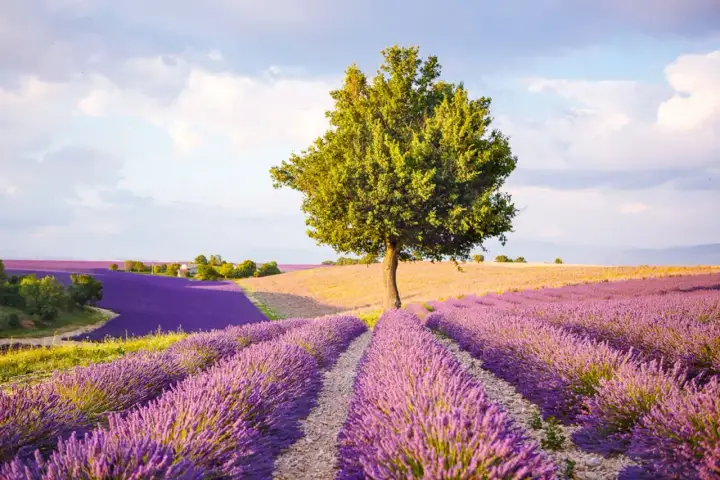 Ett ensamt träd står stolt i en böljande lavendelängd nära Aix-en-Provence.